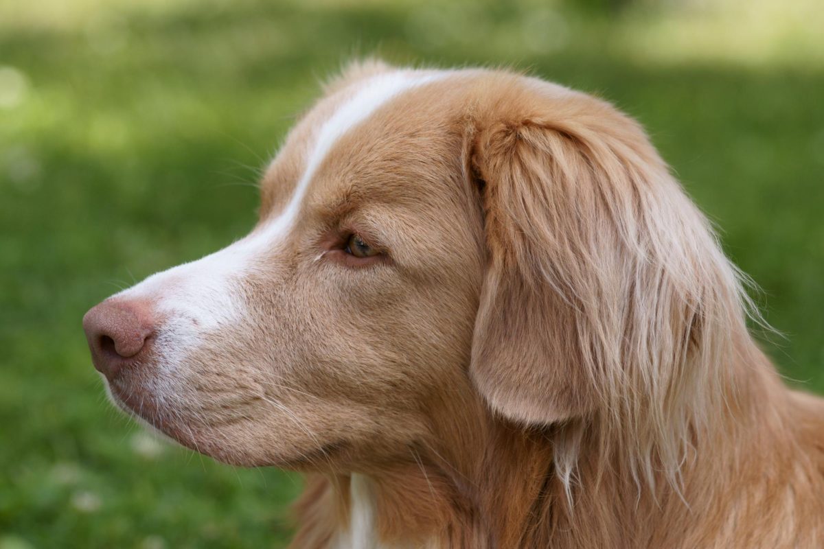 Nova Scotia duck tolling retriever